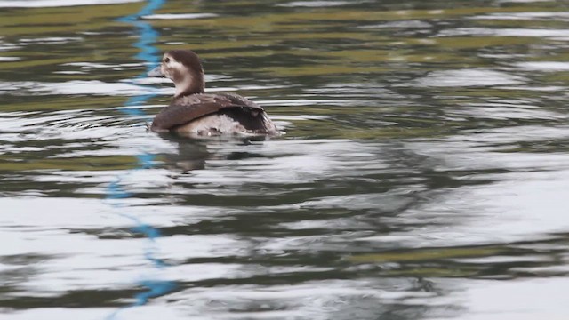 Long-tailed Duck - ML614416197