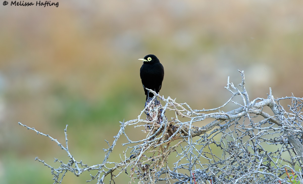 Spectacled Tyrant - ML614416238