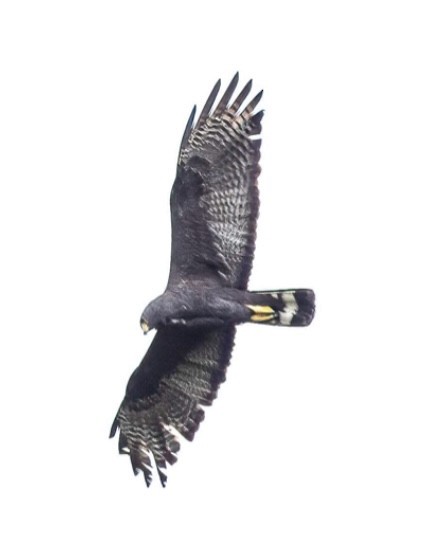 Zone-tailed Hawk - ML614416878