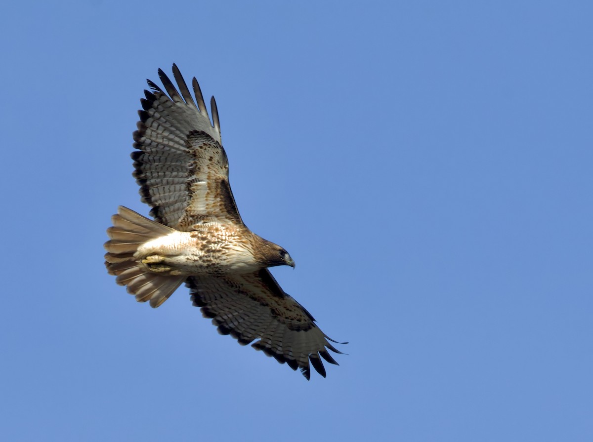 Red-tailed Hawk - ML614416979