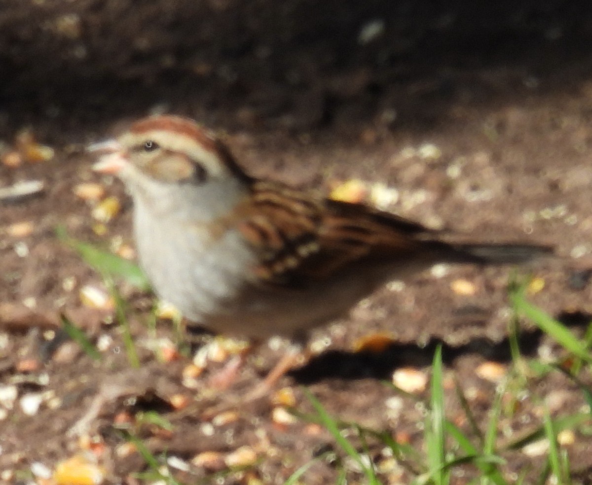 Chipping Sparrow - Jeffrey Blalock