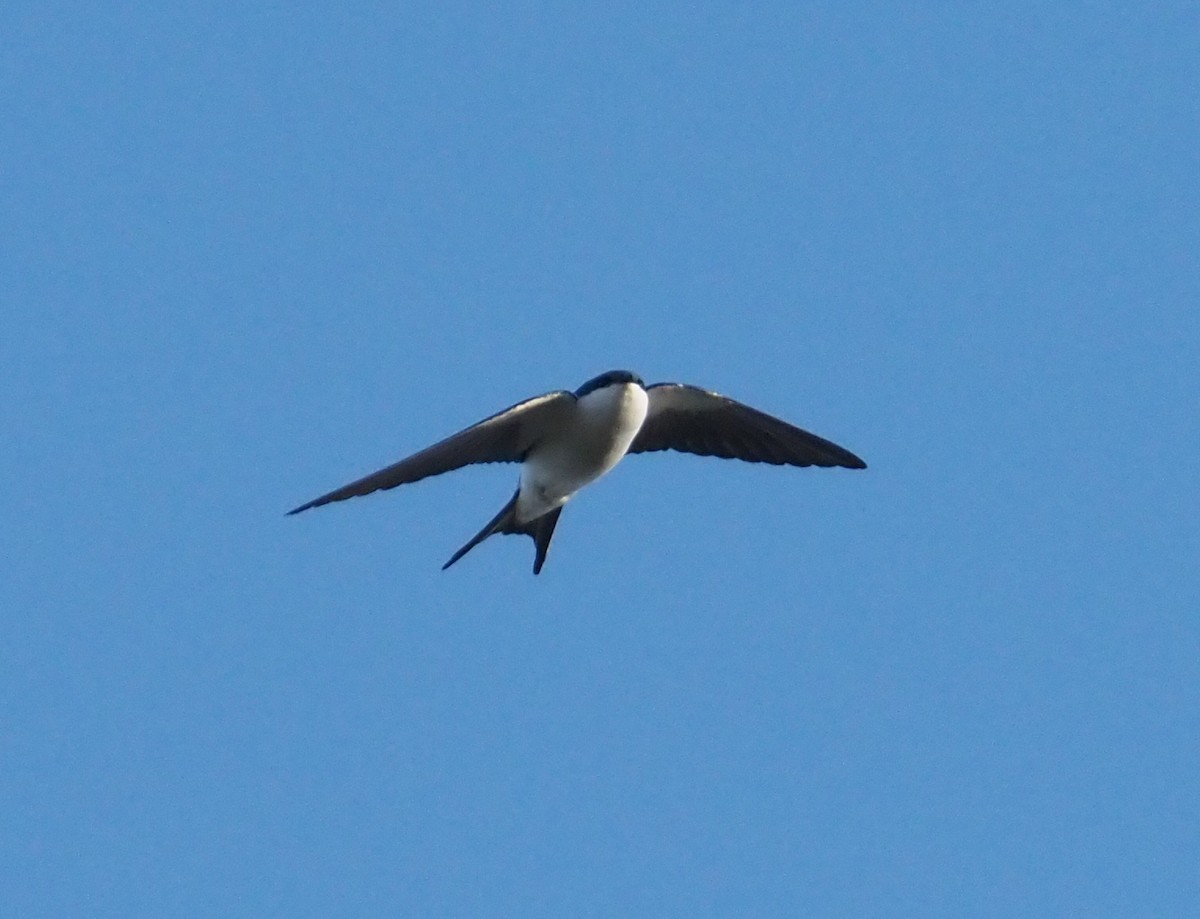 Bahama Swallow - ML614417184