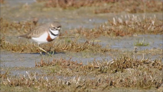 Double-banded Plover - ML614417190