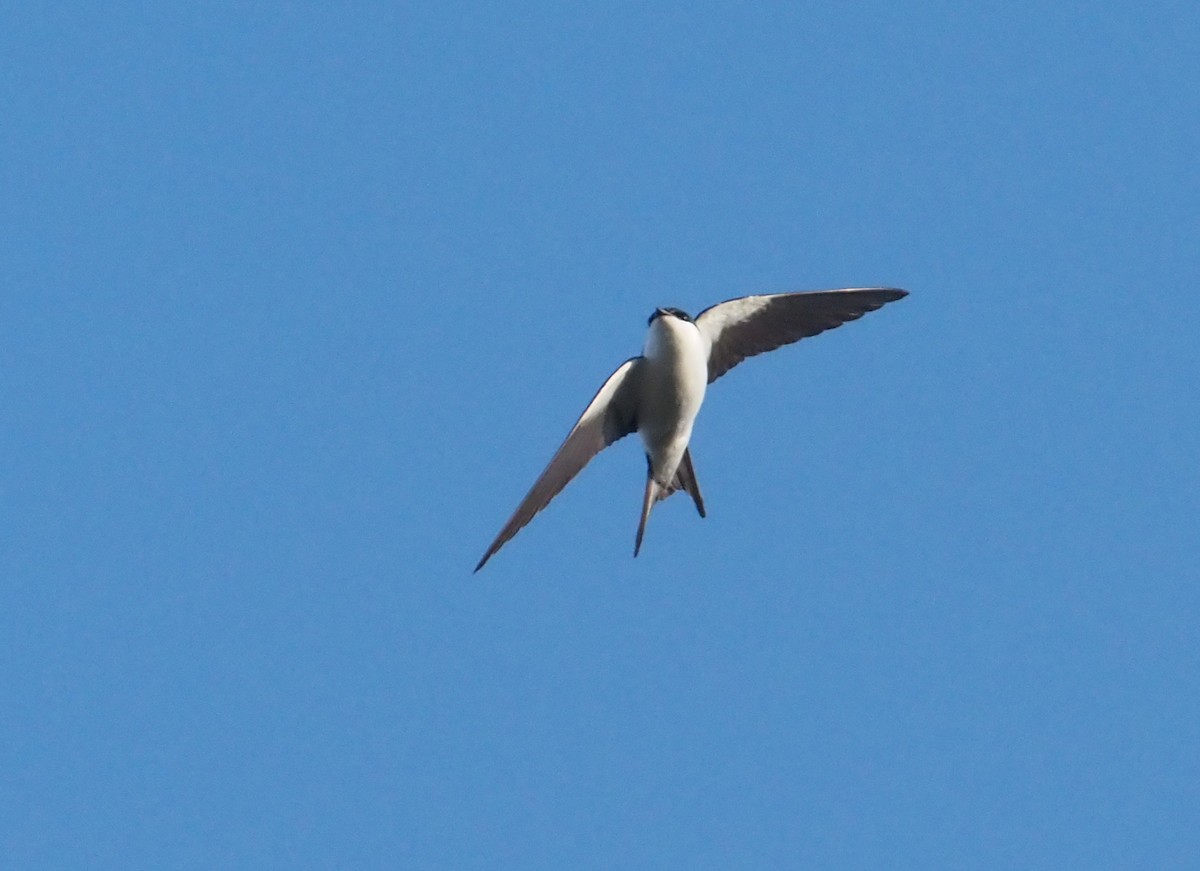 Bahama Swallow - ML614417217