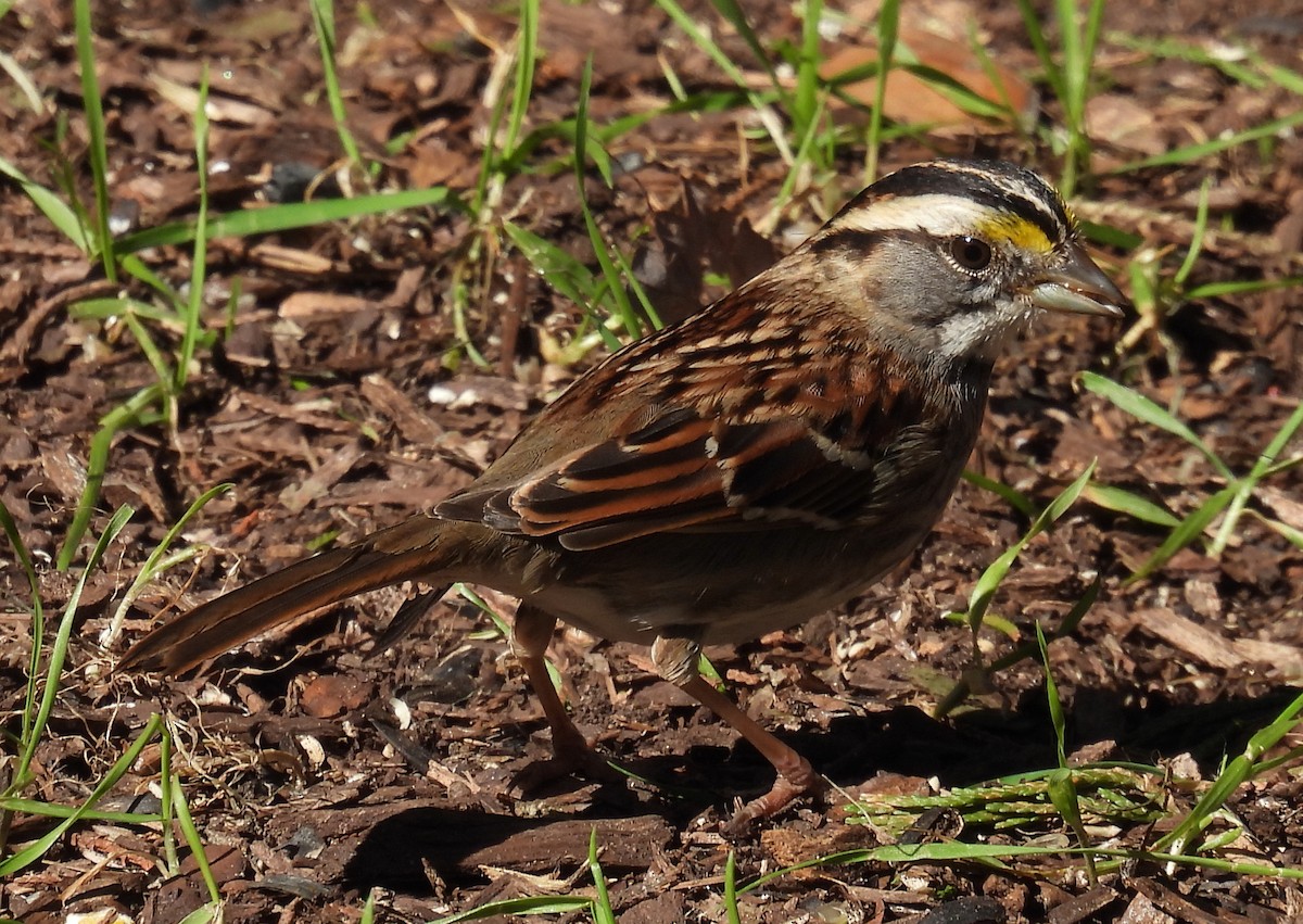 White-throated Sparrow - ML614417267