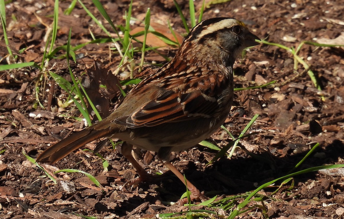White-throated Sparrow - Jeffrey Blalock
