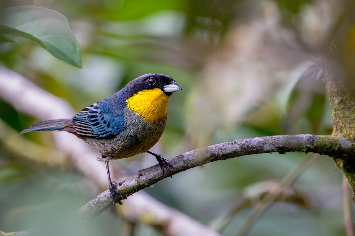 Yellow-throated Tanager - ML614417319