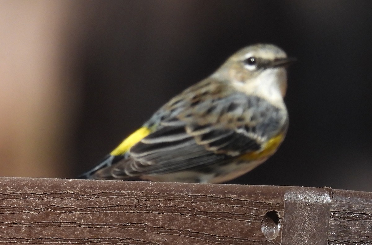 Yellow-rumped Warbler (Myrtle) - Jeffrey Blalock