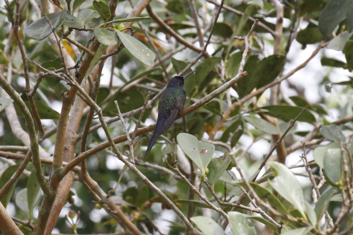 Swallow-tailed Hummingbird - ML614417535
