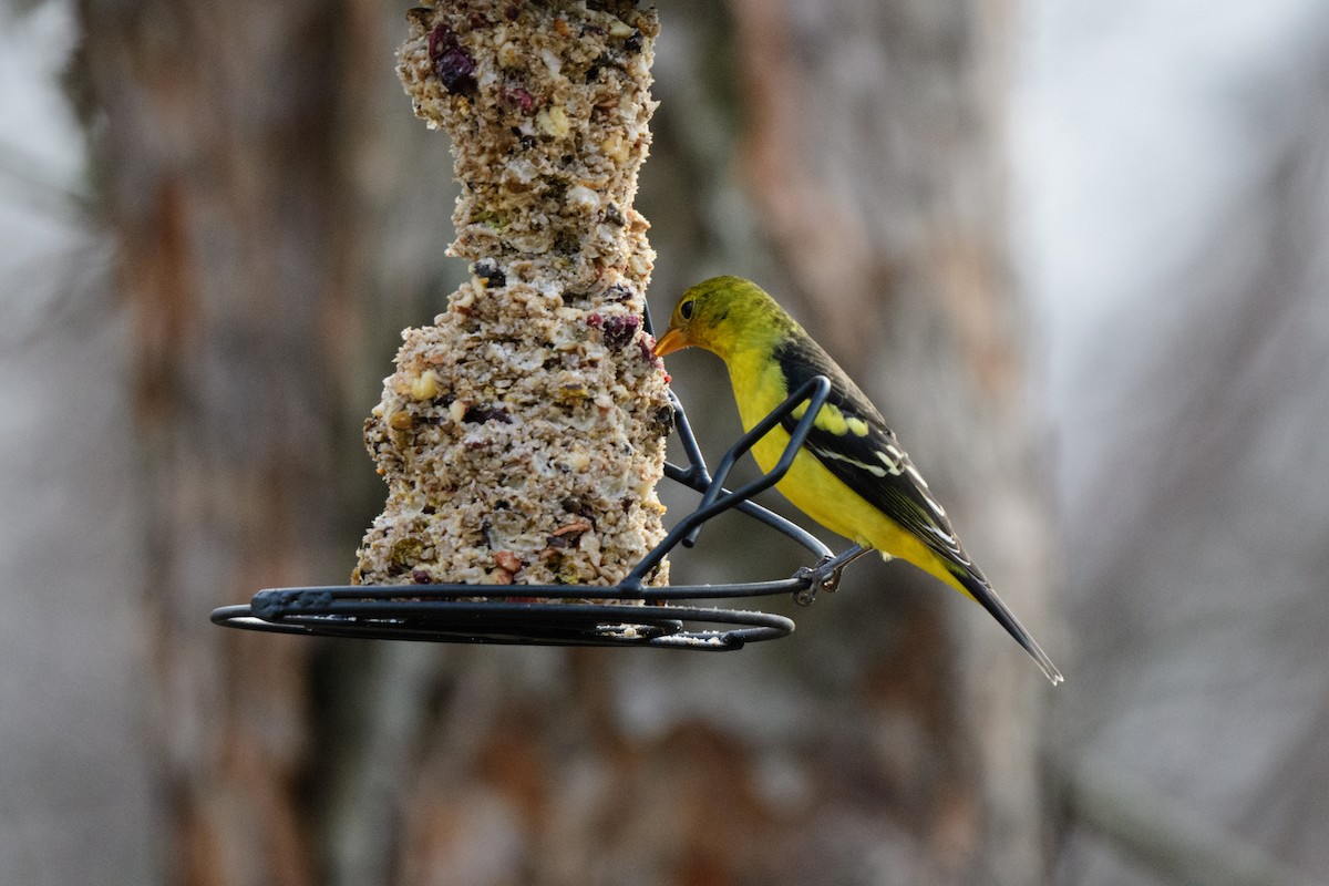 Western Tanager - ML614417755