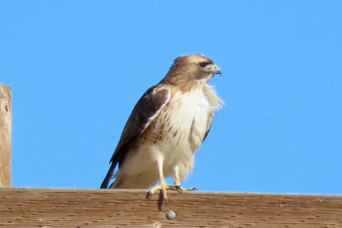 Red-tailed Hawk - ML614417996