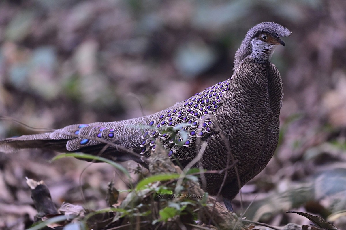 Gray Peacock-Pheasant - Ramakrishna Janaswamy