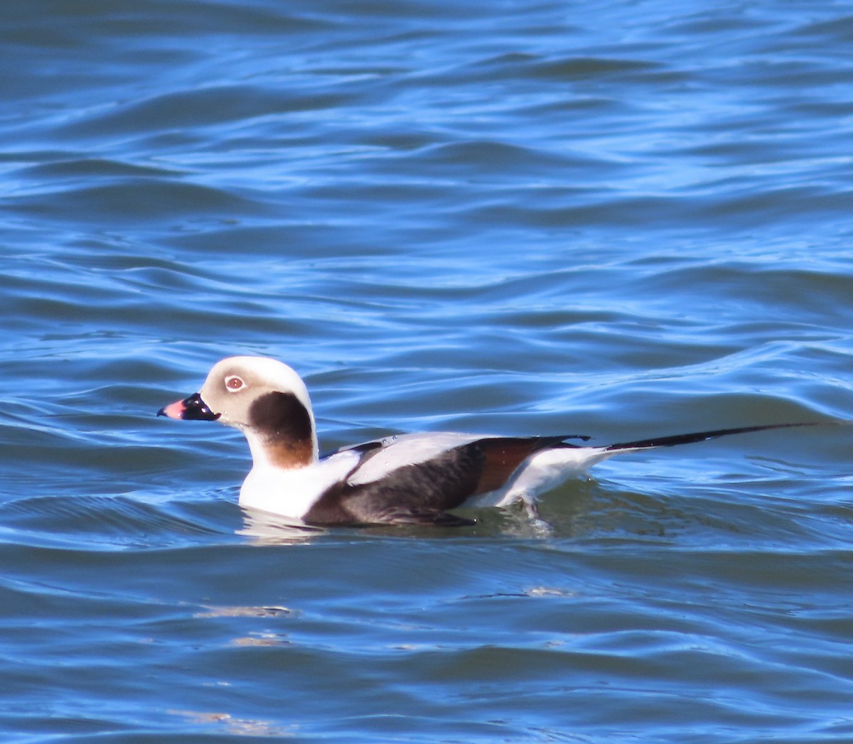 Long-tailed Duck - ML614418251