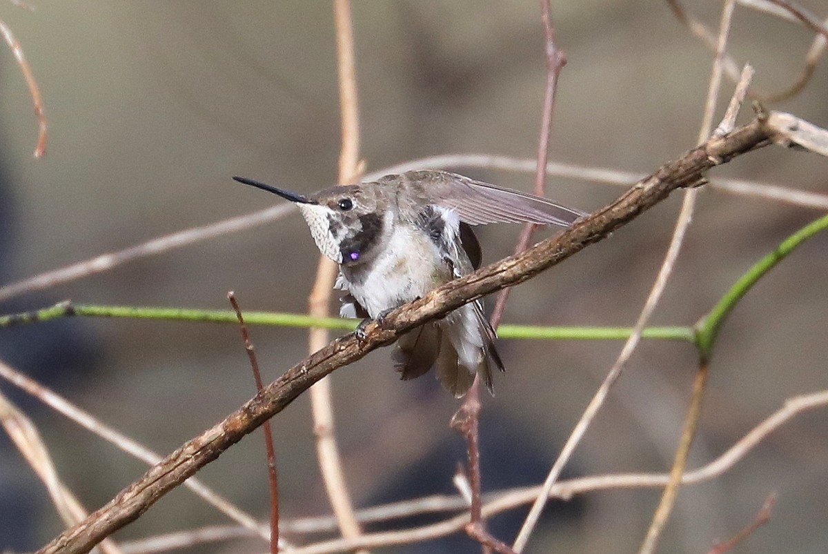 Black-chinned Hummingbird - James Rieman