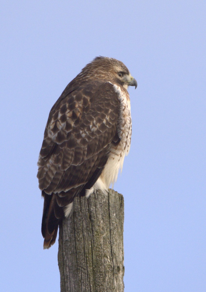 Red-tailed Hawk (borealis) - ML614418414