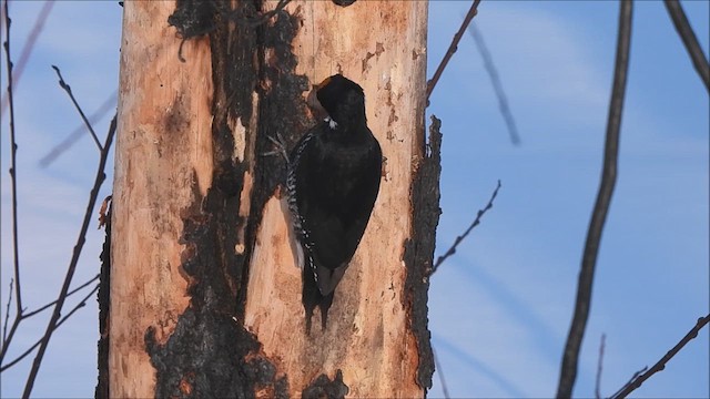 Black-backed Woodpecker - ML614418841