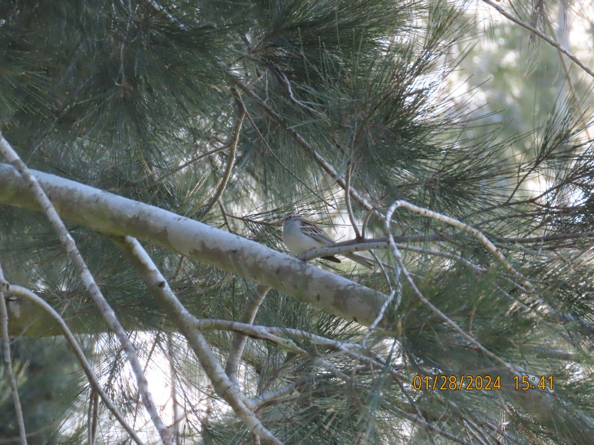 Chipping Sparrow - ML614418937