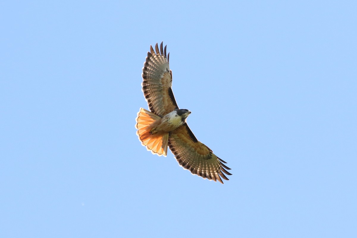 Red-tailed Hawk - ML614419055