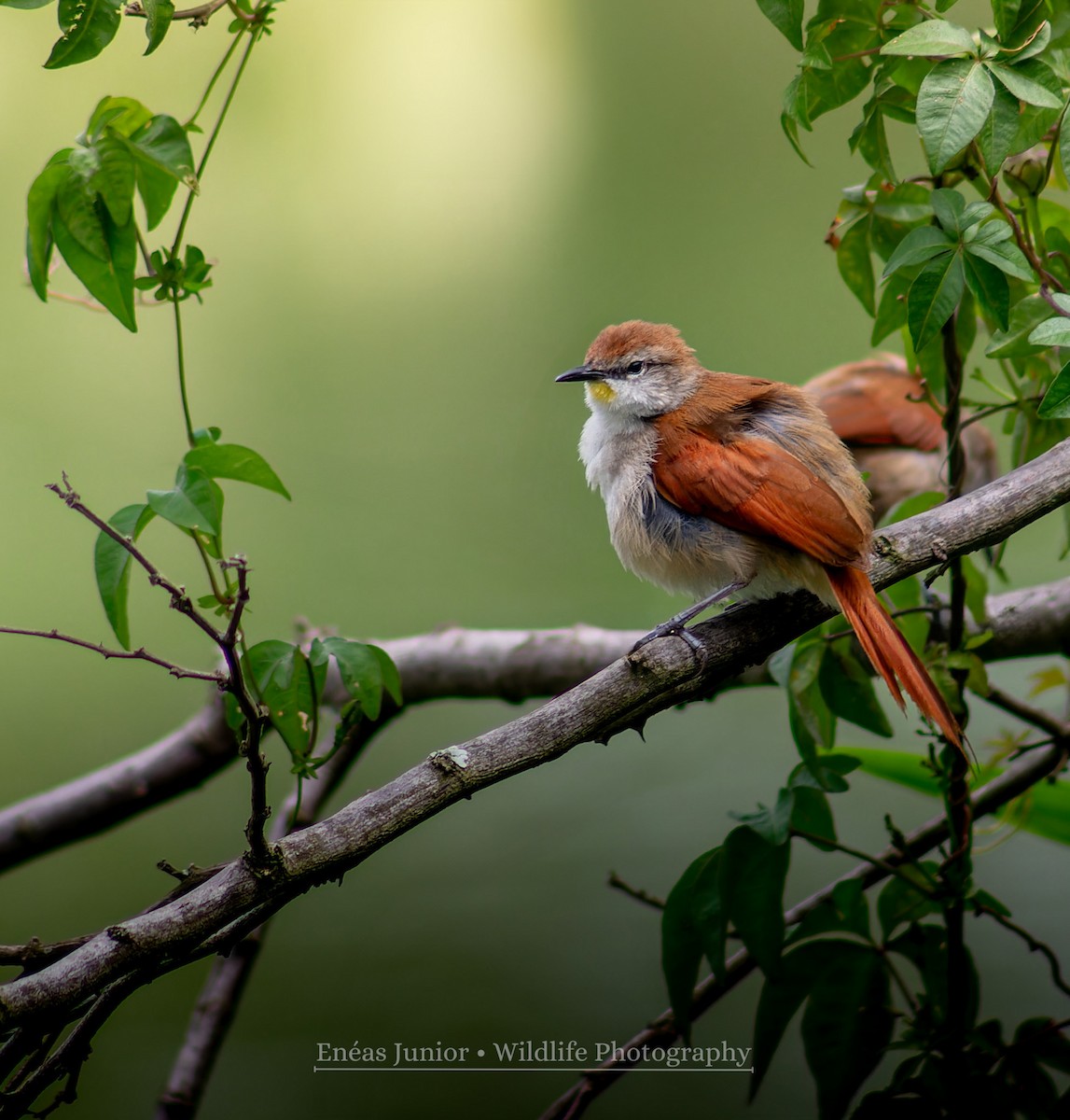 Yellow-chinned Spinetail - Enéas Junior