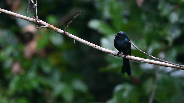 Greater Racket-tailed Drongo - ML614419191