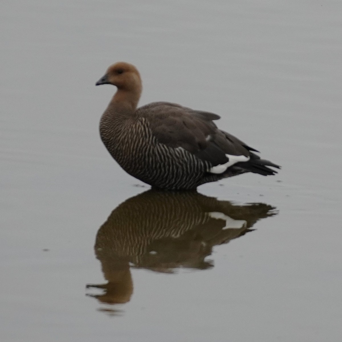 Upland Goose (Bar-breasted) - ML614419341