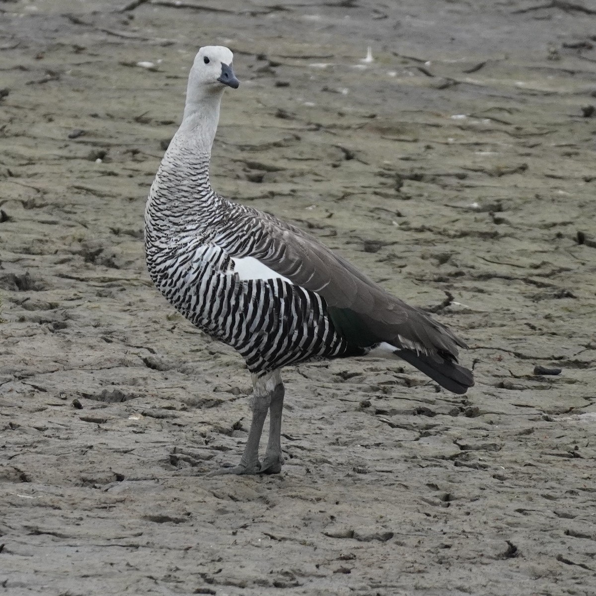 Upland Goose (Bar-breasted) - ML614419342