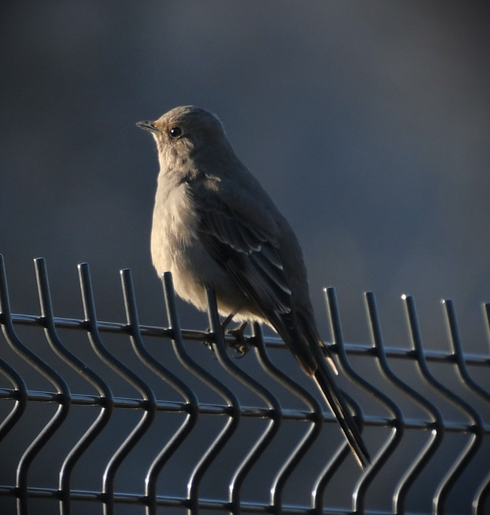 Townsend's Solitaire - ML614419382