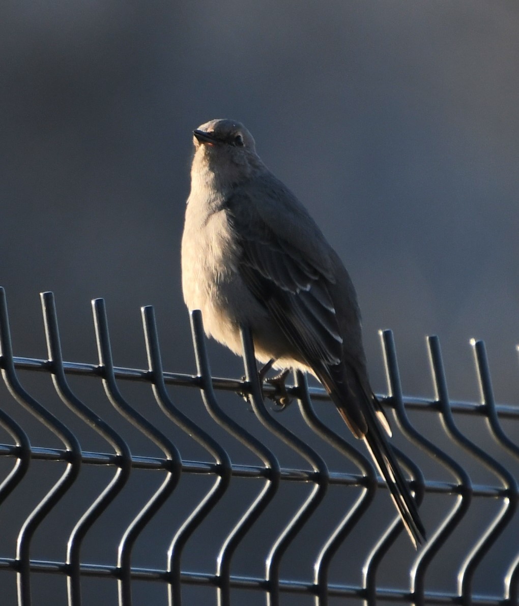 Townsend's Solitaire - ML614419383