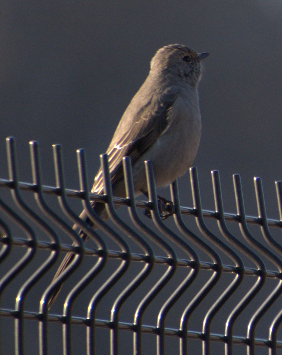 Townsend's Solitaire - ML614419384