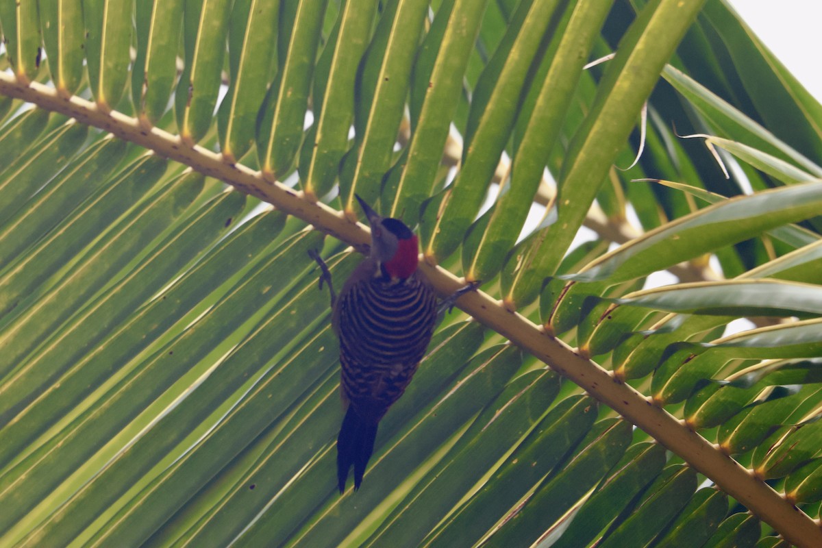 Hispaniolan Woodpecker - ML614419548