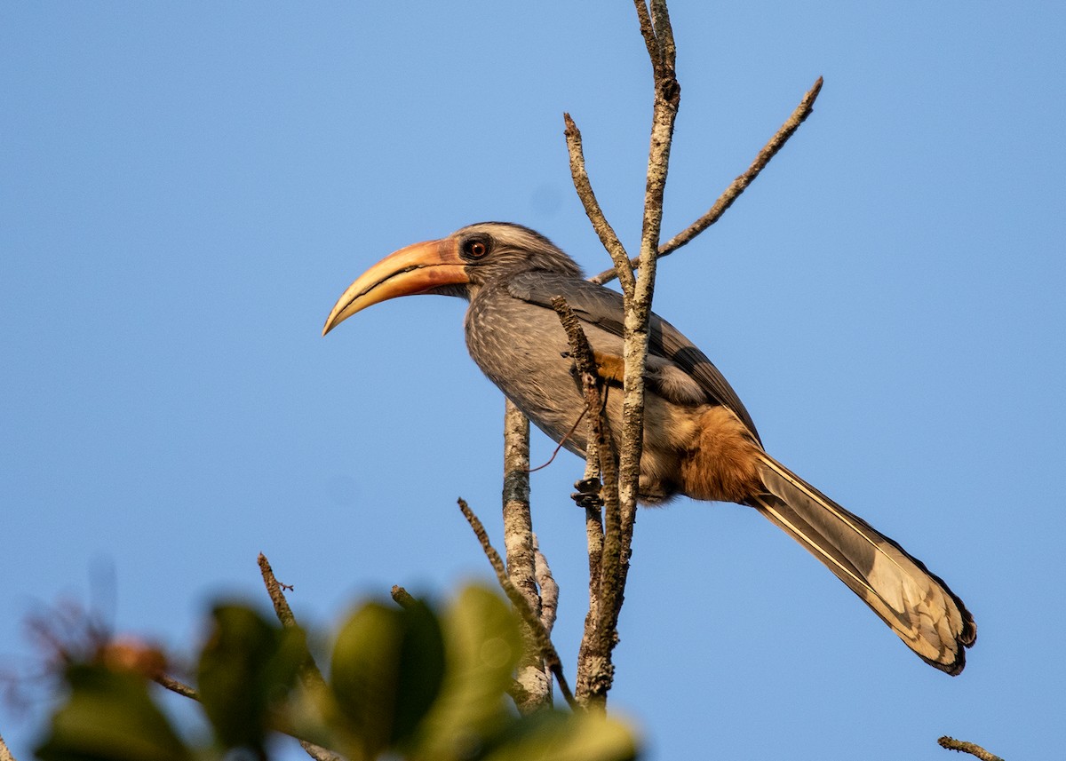 Malabar Gray Hornbill - Garima Bhatia