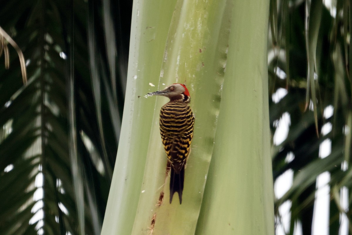 Hispaniolan Woodpecker - ML614419585