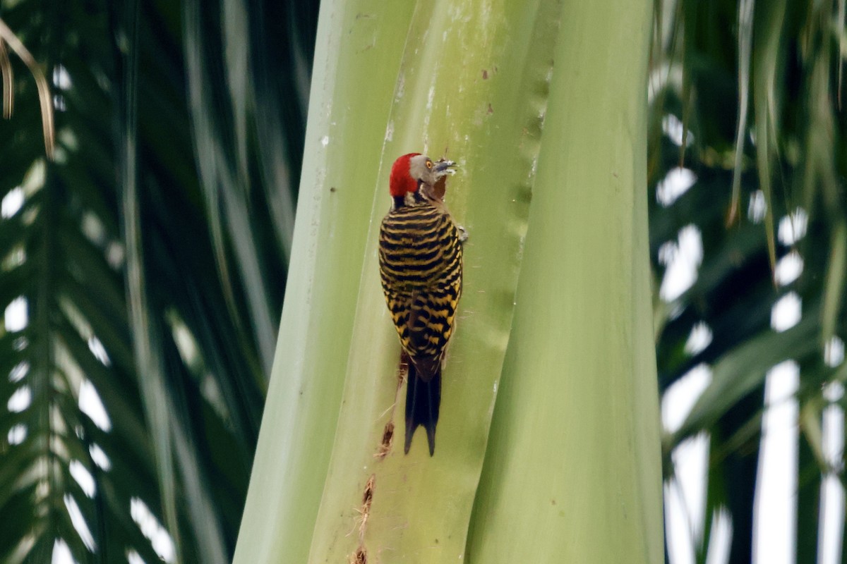 Hispaniolan Woodpecker - ML614419586