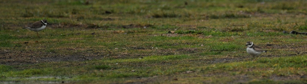 Semipalmated Plover - ML614419701