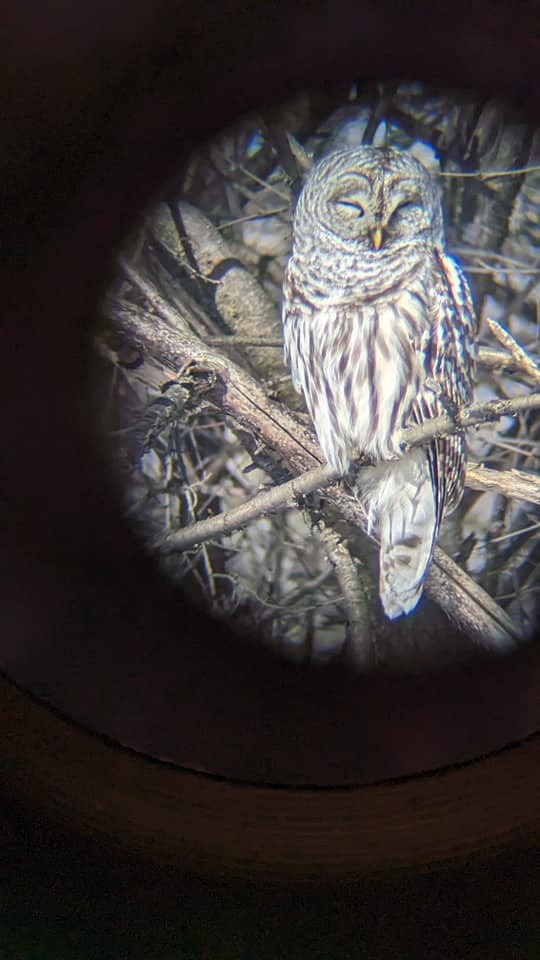 Barred Owl - ML614419754
