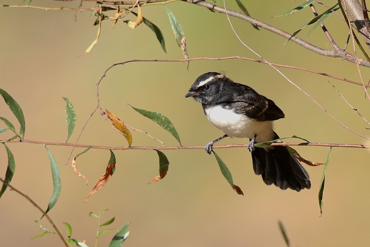Willie-wagtail - ML614419914