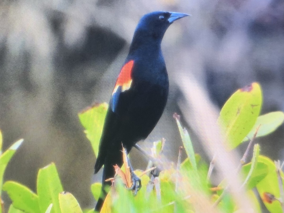 Red-winged Blackbird - ML614419915