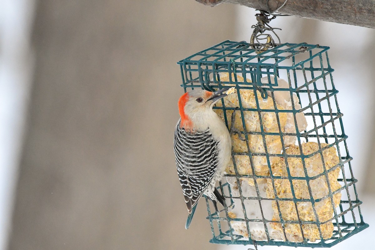Red-bellied Woodpecker - ML614419931