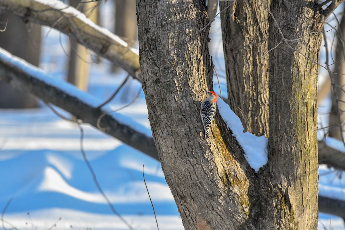 Red-bellied Woodpecker - ML614419935