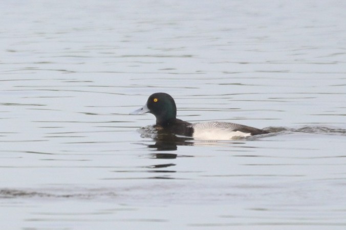 Greater Scaup - ML614420316