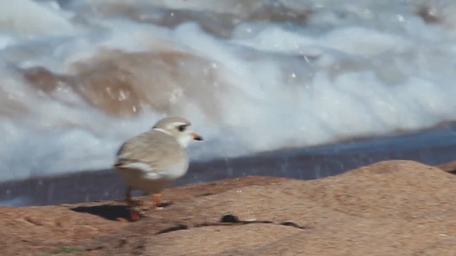 Piping Plover - ML614420468