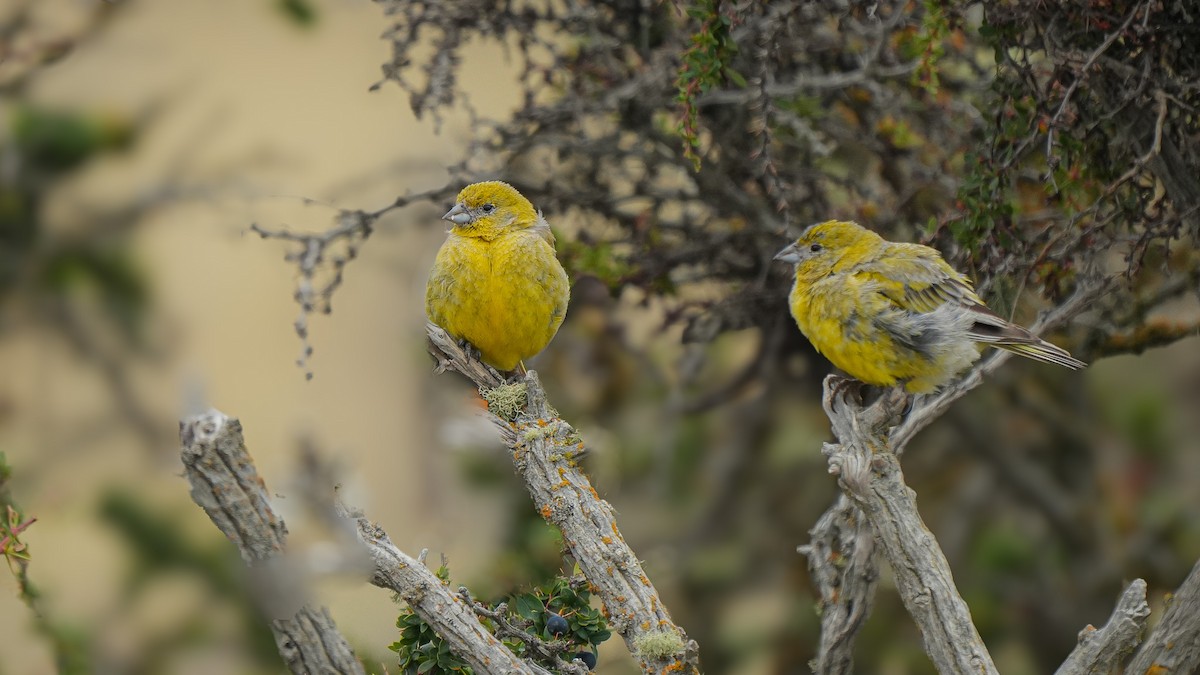 Patagonian Yellow-Finch - Brendan Murtha