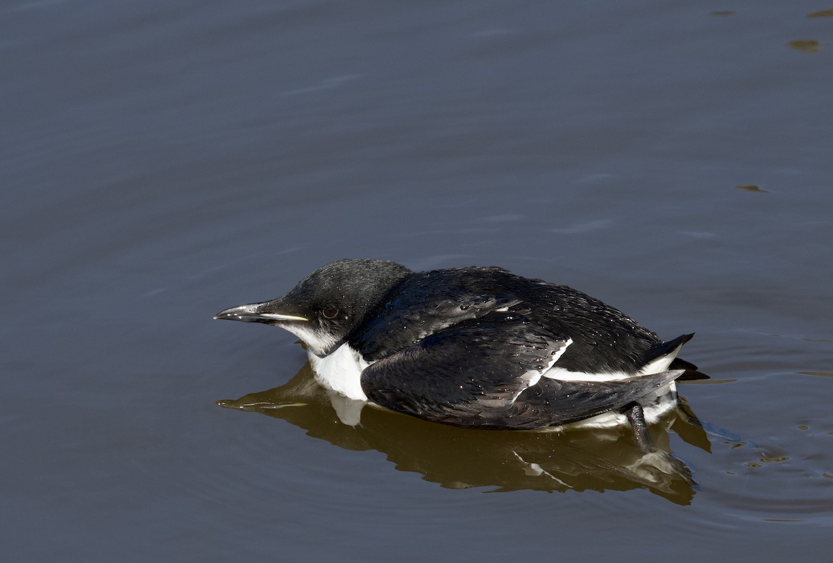 Thick-billed Murre - ML614420544