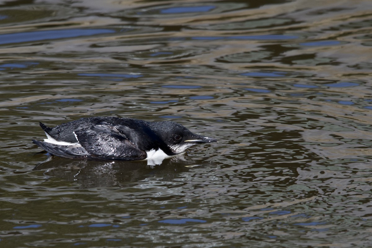 Thick-billed Murre - ML614420557