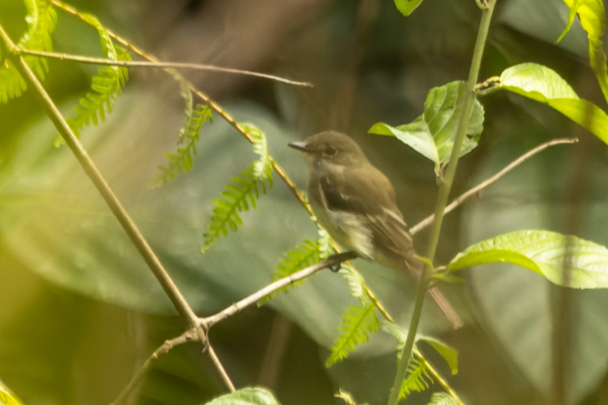 Olive-chested Flycatcher - ML614420622
