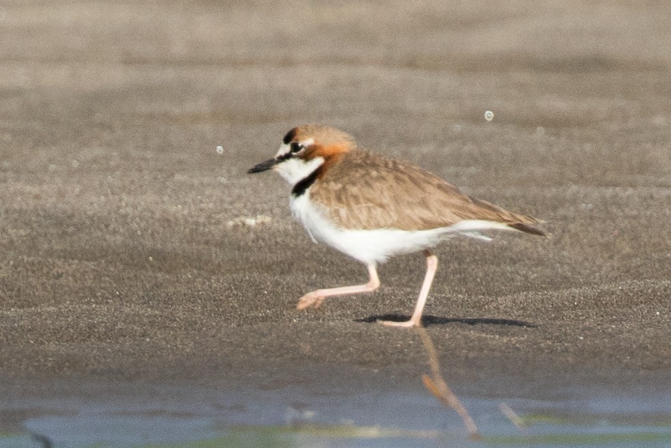 Collared Plover - ML614420841