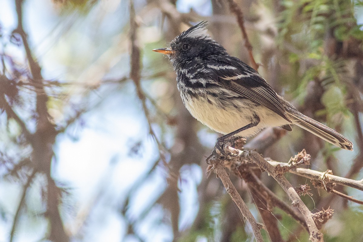 Pied-crested Tit-Tyrant - ML614420937