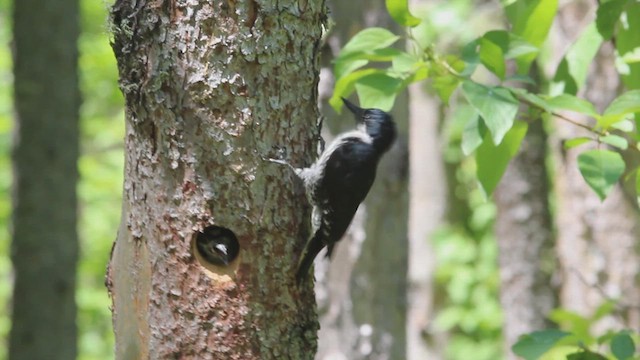 Black-backed Woodpecker - ML614421043