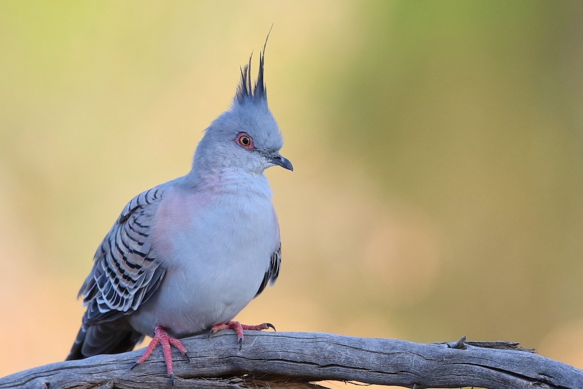 Crested Pigeon - ML614421084