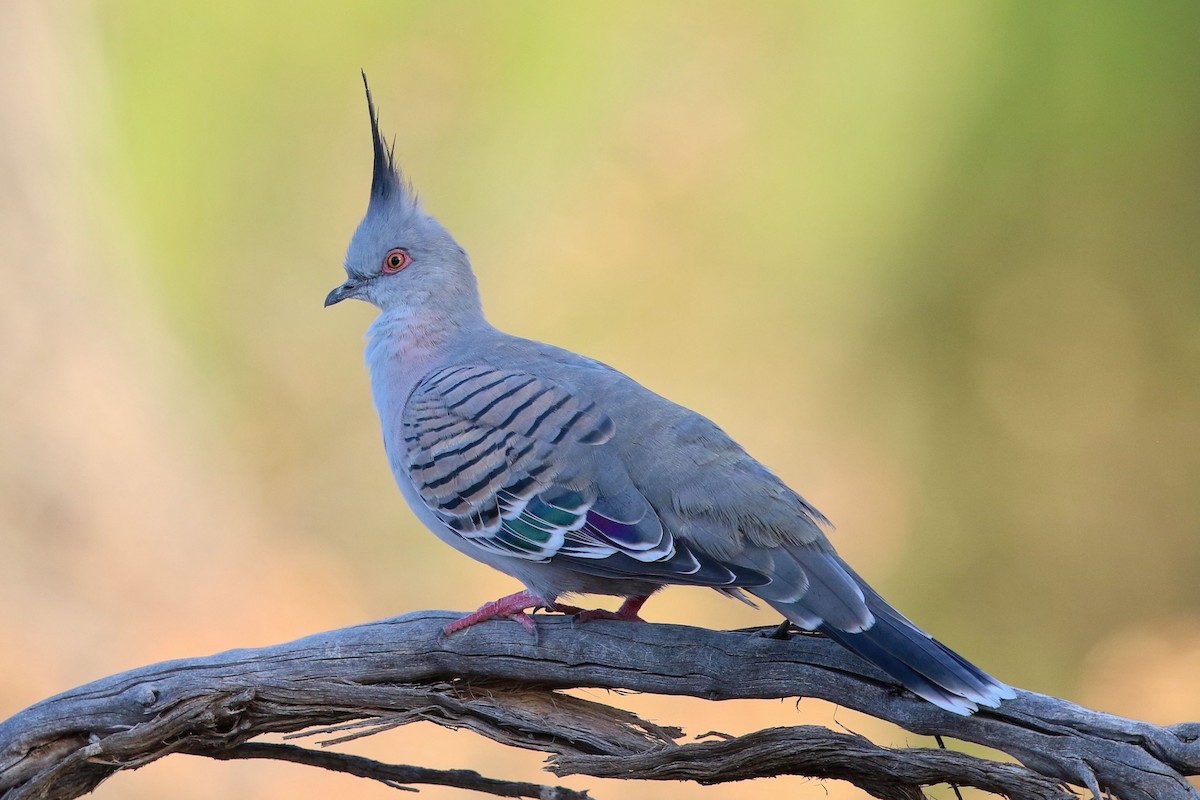Crested Pigeon - ML614421085